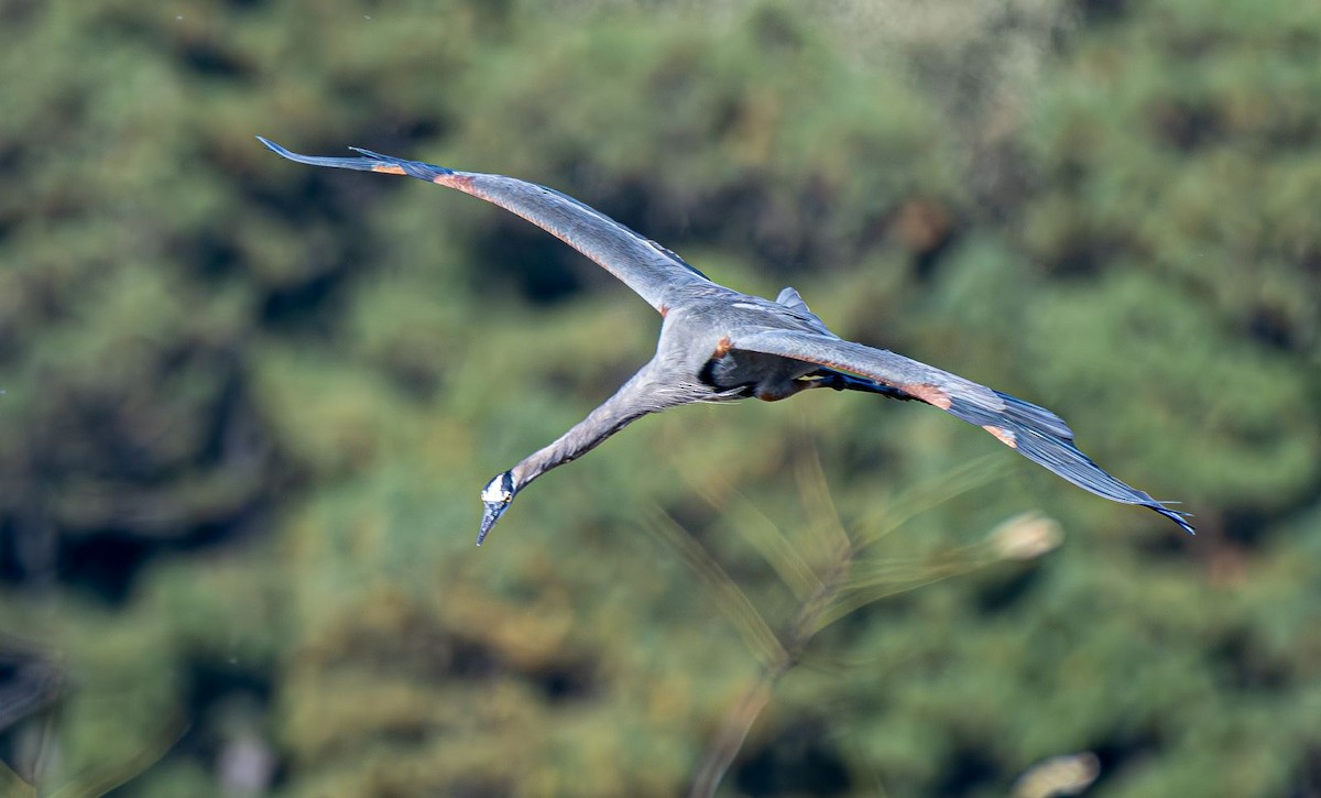 Koartza hauskara amerikarra - ML644660806