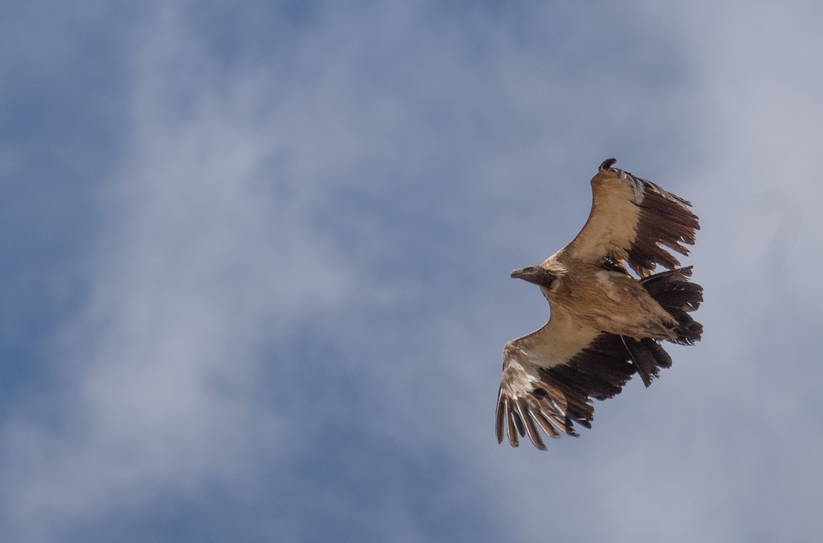 sup himálajský - ML644660825