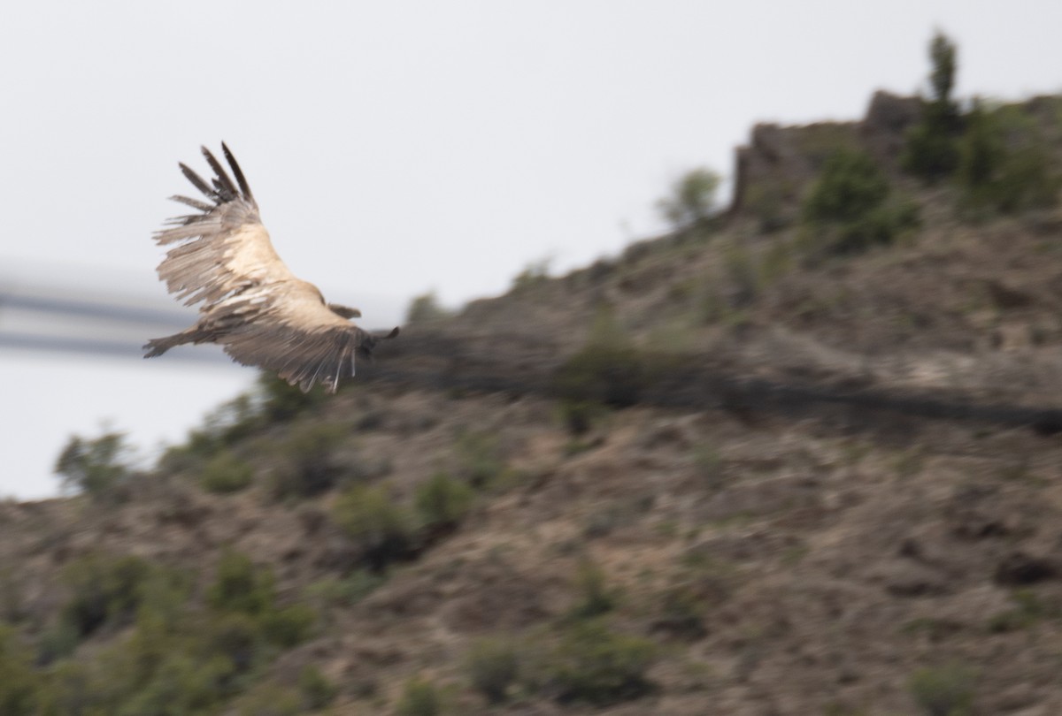 sup himálajský - ML644660826