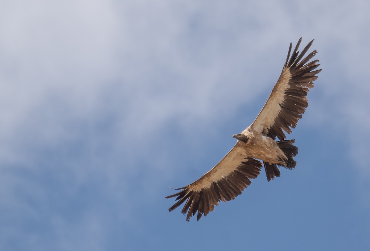 sup himálajský - ML644660827