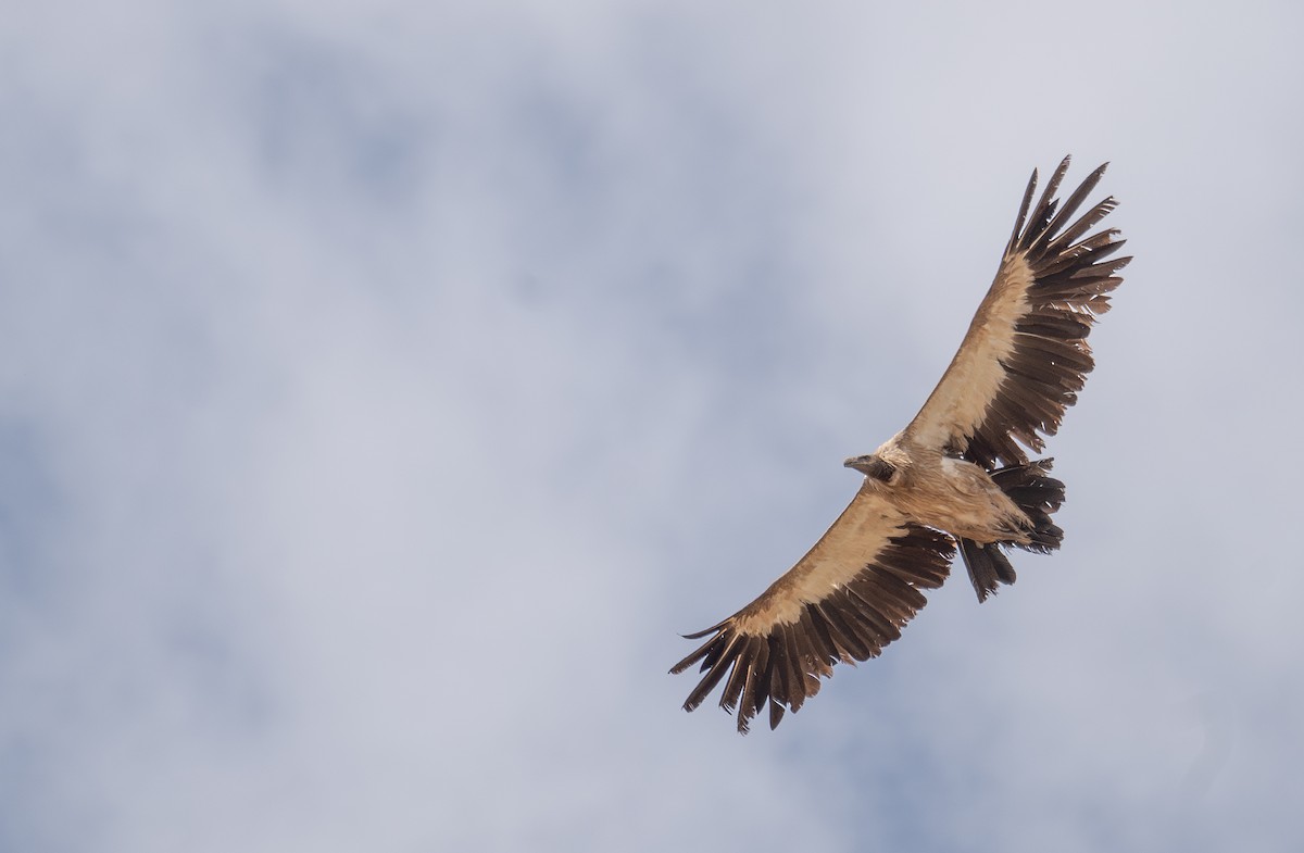 sup himálajský - ML644660828