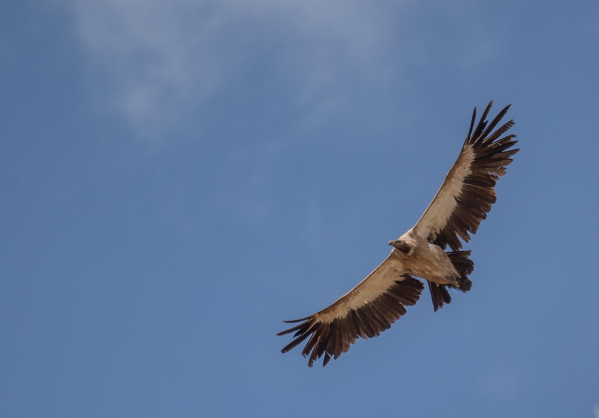 sup himálajský - ML644660829