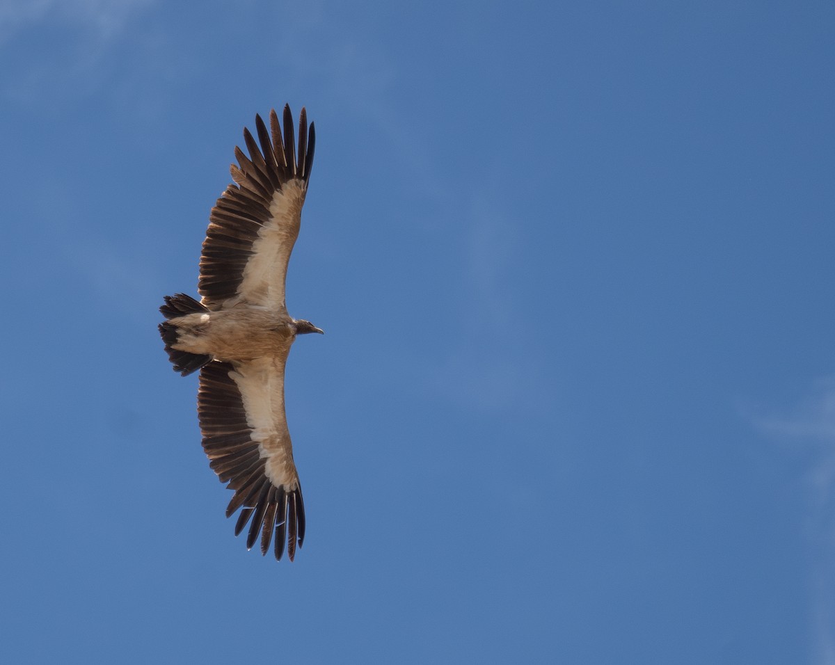 sup himálajský - ML644660830