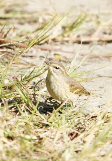 Palm Warbler - ML644660834