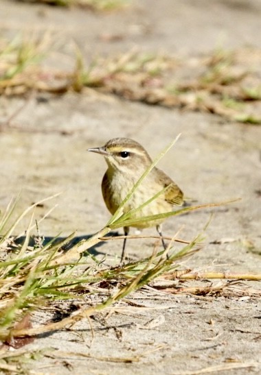 Palm Warbler - ML644660835