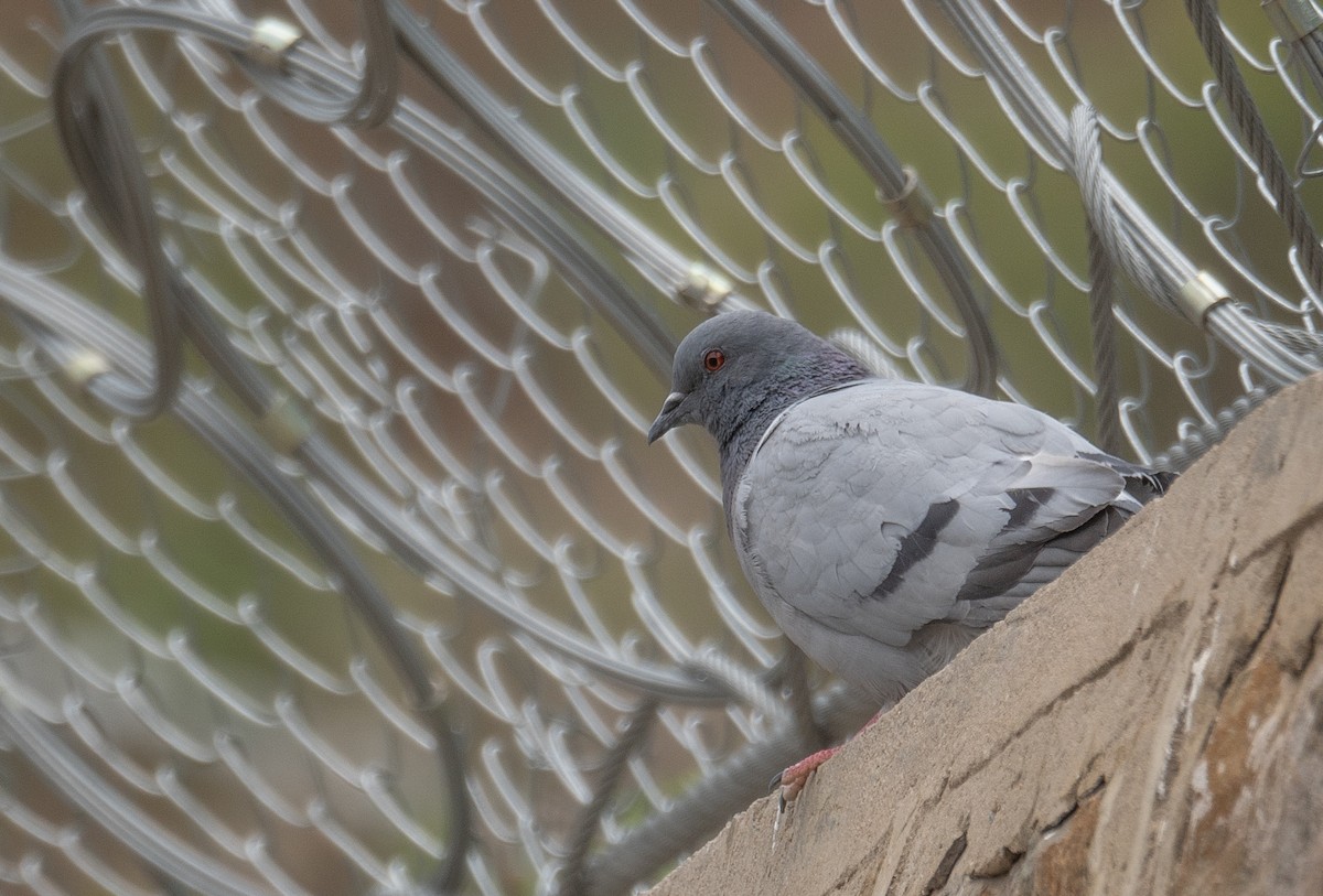 Hill Pigeon - ML644660839