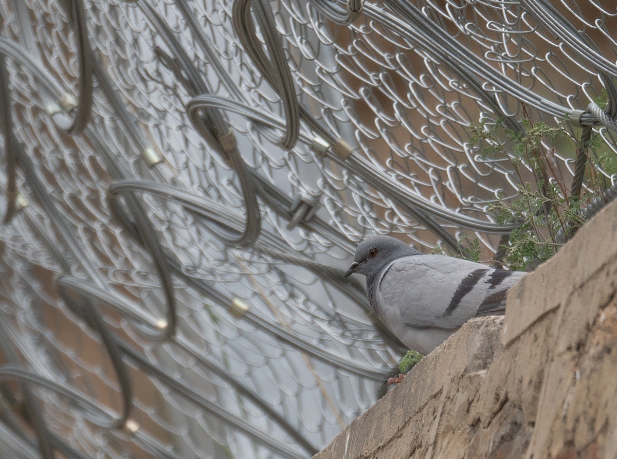 Hill Pigeon - ML644660840