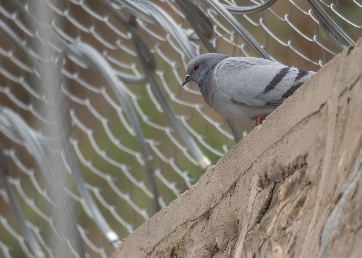 Hill Pigeon - ML644660841