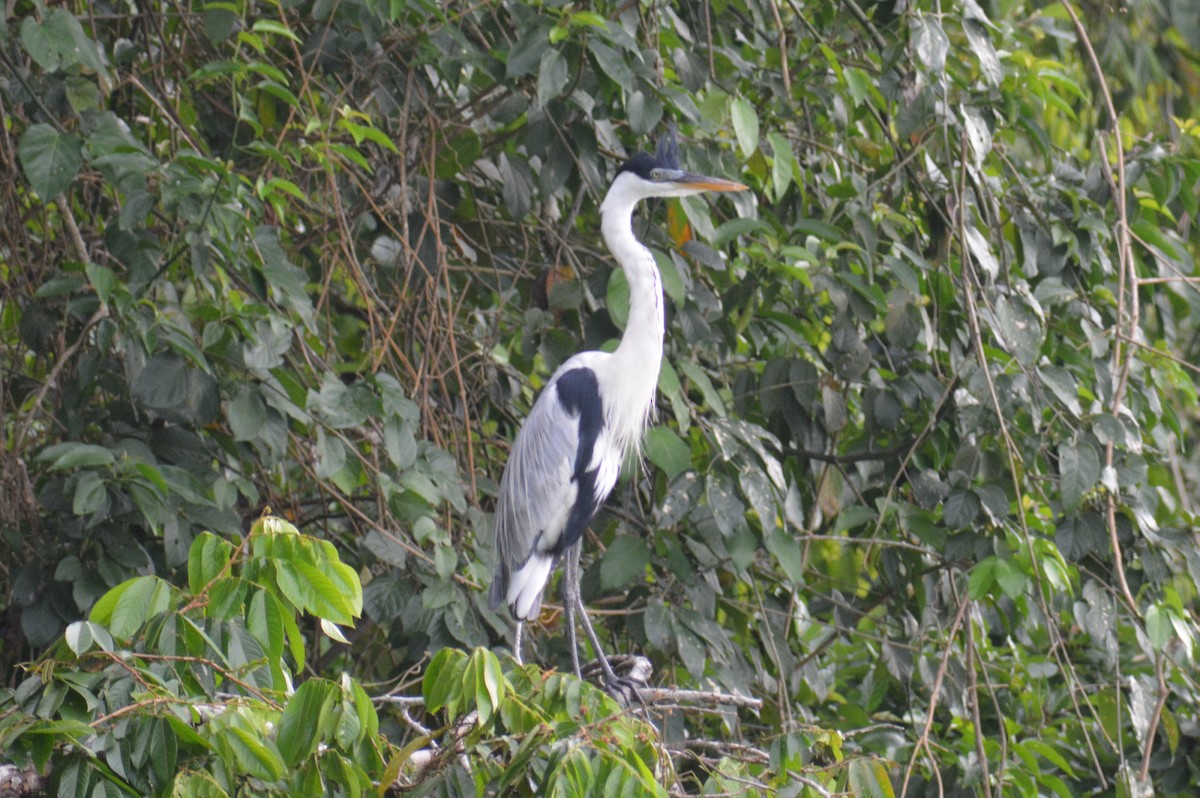 Cocoi Heron - ML644660845