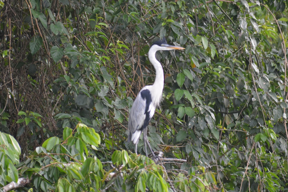 Cocoi Heron - ML644660846