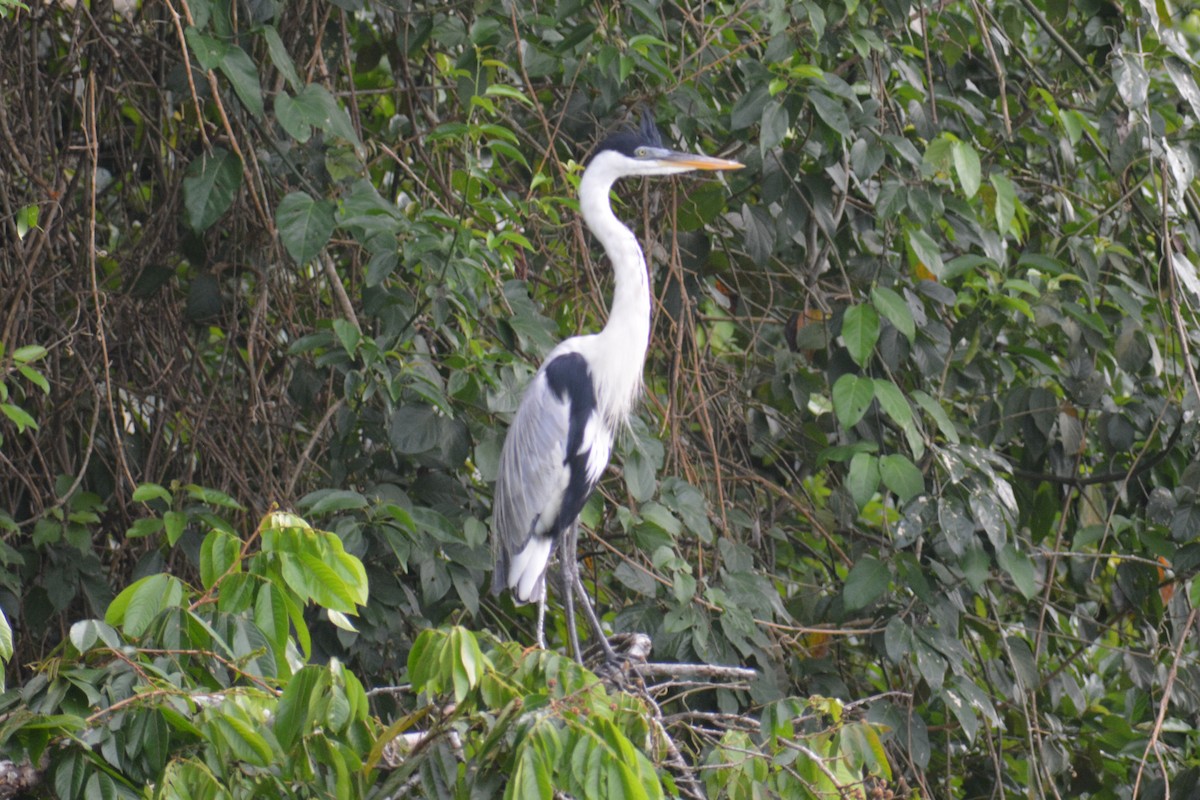 Cocoi Heron - ML644660847