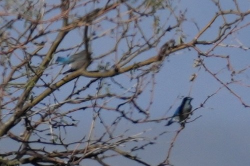 Mountain Bluebird - ML644660848