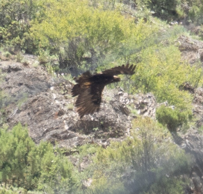 Golden Eagle - ML644660854