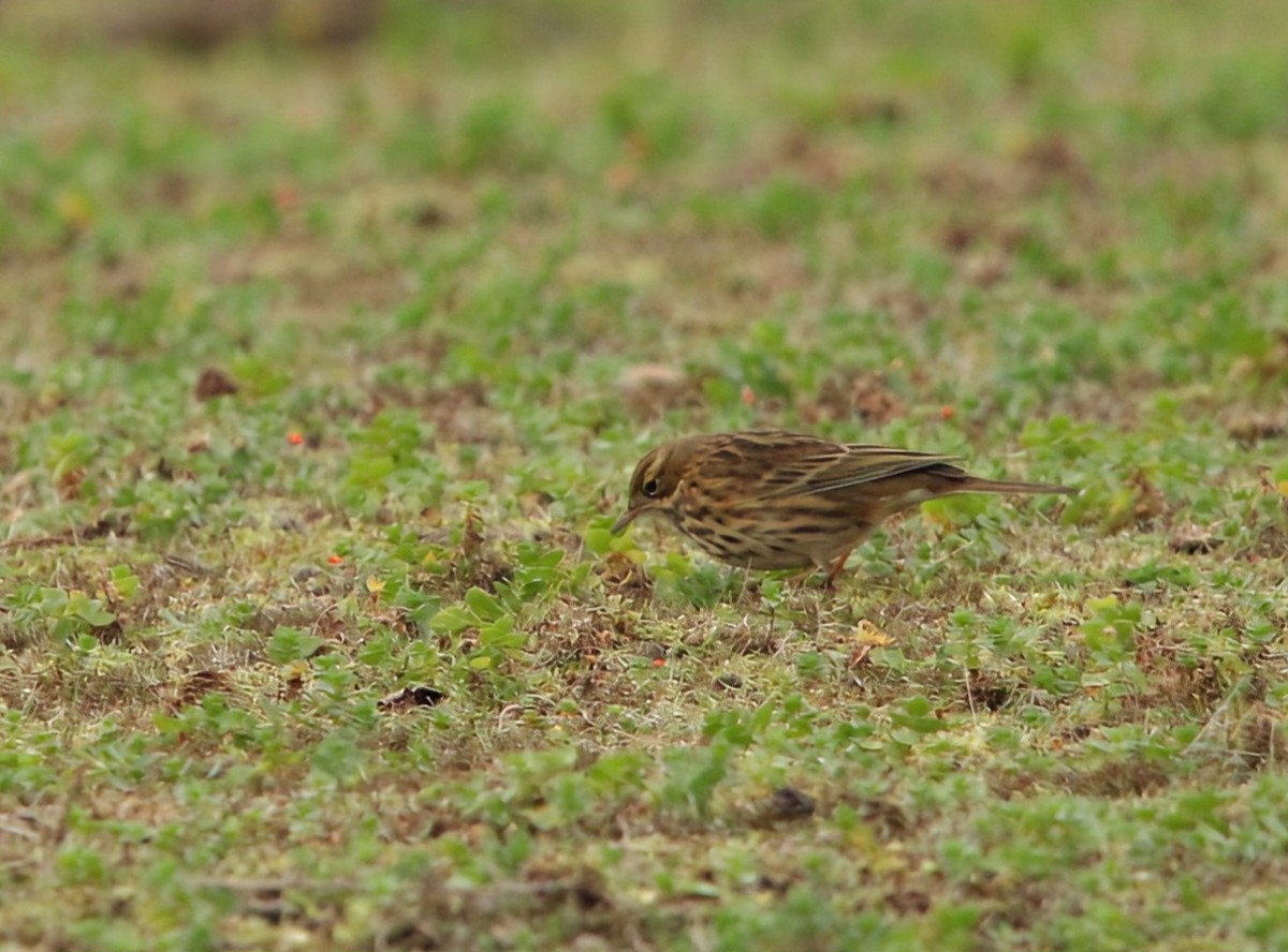 Negu-txirta - ML644660860