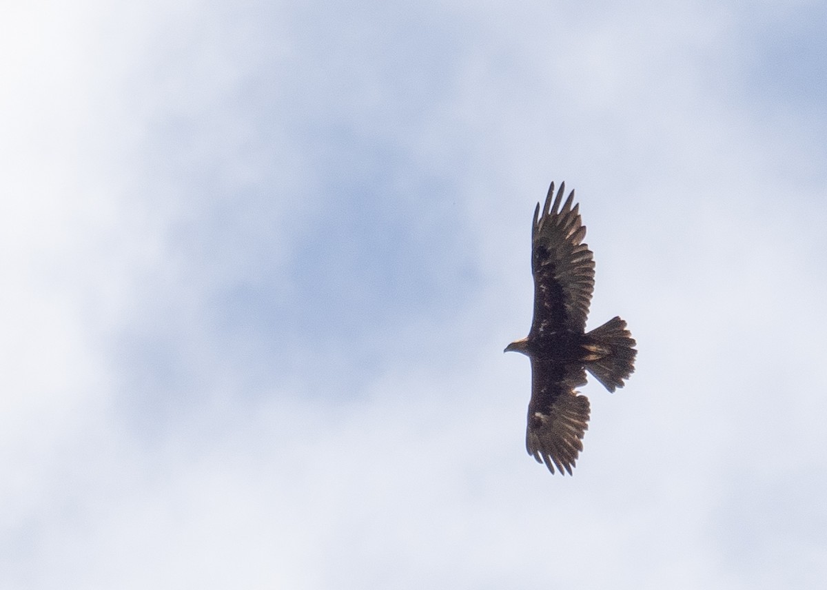 Golden Eagle - ML644660862