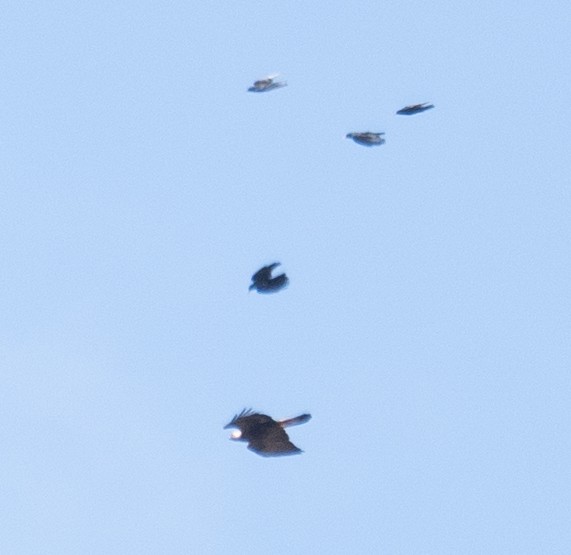 Golden Eagle - ML644660865