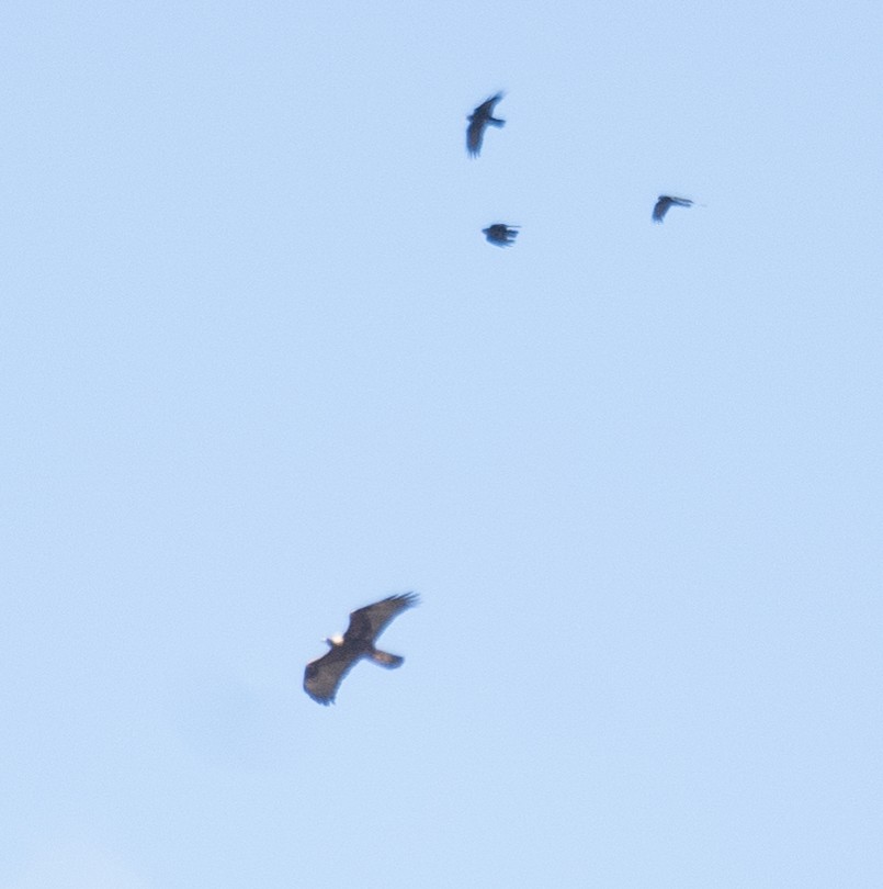 Golden Eagle - ML644660866