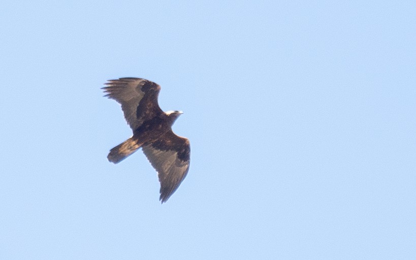 Golden Eagle - ML644660877