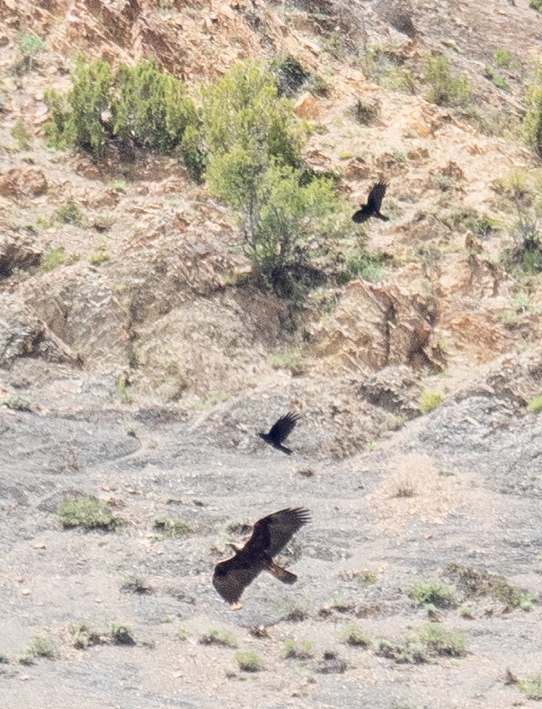 Golden Eagle - ML644660878