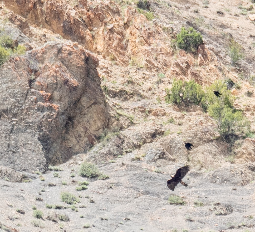 Golden Eagle - ML644660879