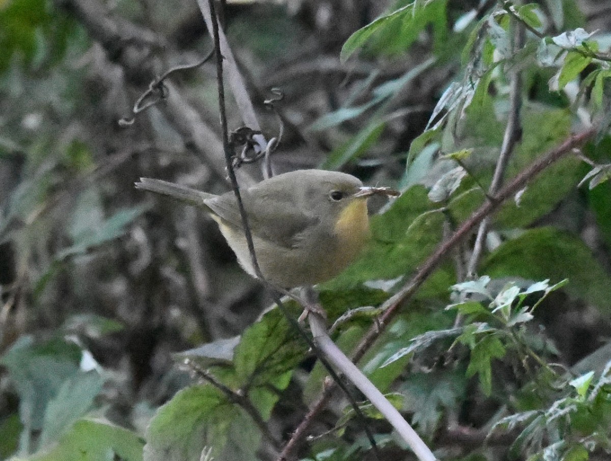 Common Yellowthroat - ML644660881