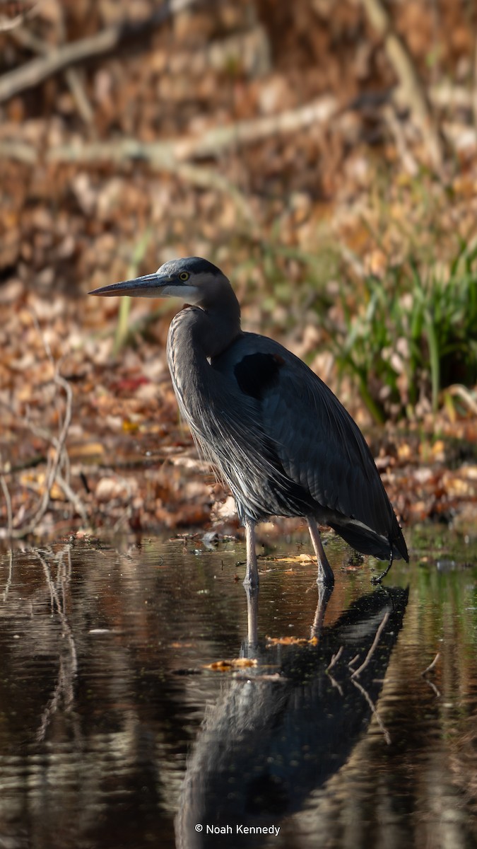 Great Blue Heron - ML644660899