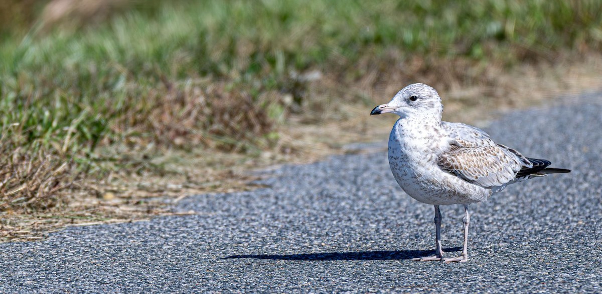 Delawareko kaioa - ML644660900