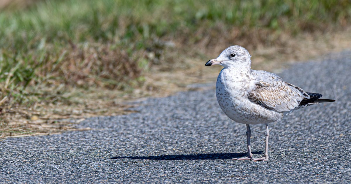 Goéland à bec cerclé - ML644660901