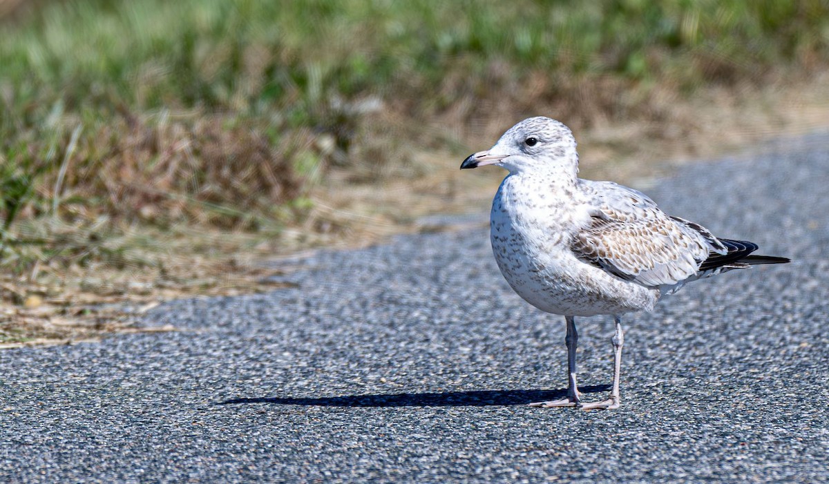 Goéland à bec cerclé - ML644660903