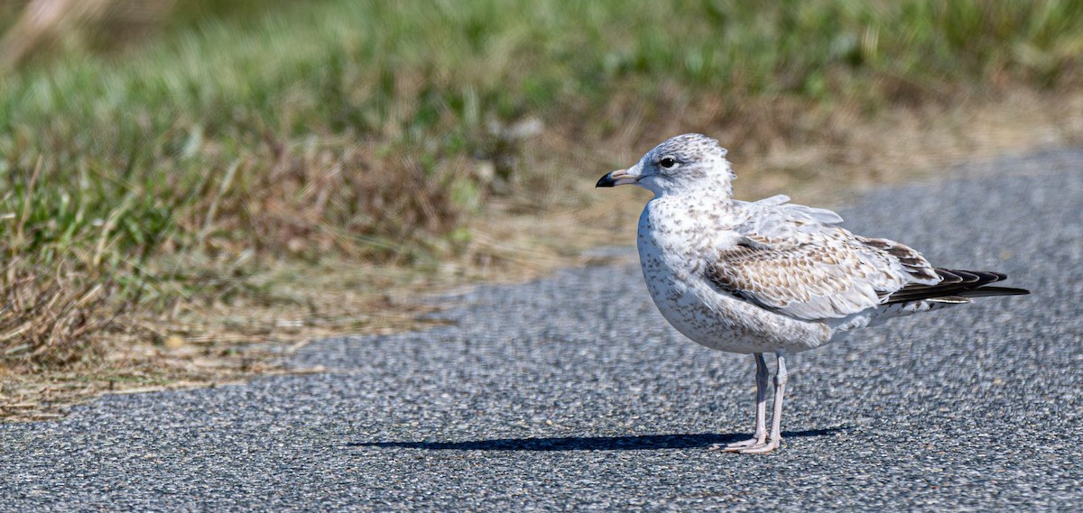 Goéland à bec cerclé - ML644660904