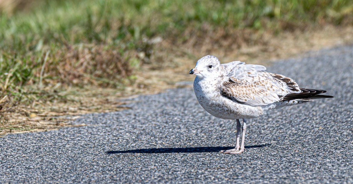 Goéland à bec cerclé - ML644660905
