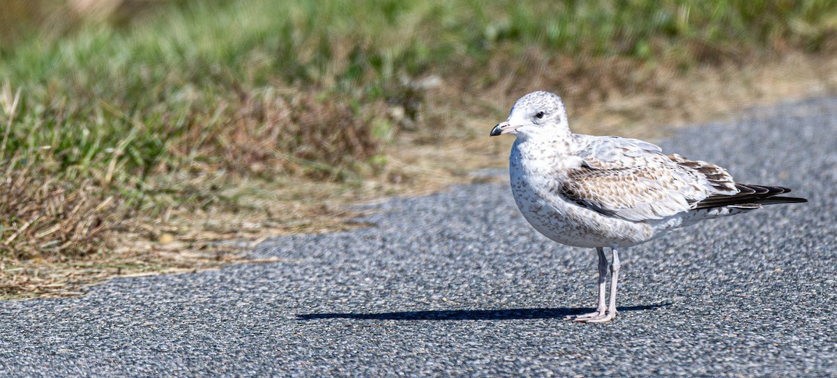 Goéland à bec cerclé - ML644660906