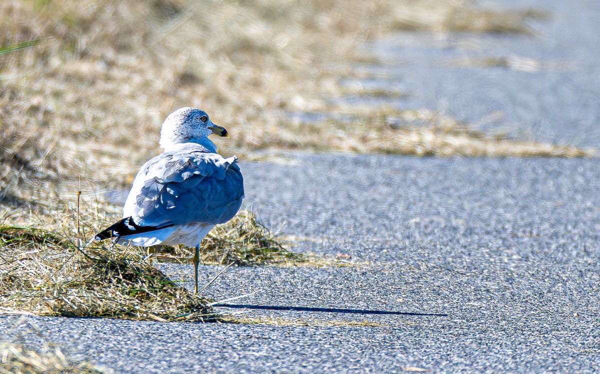 Goéland à bec cerclé - ML644660907