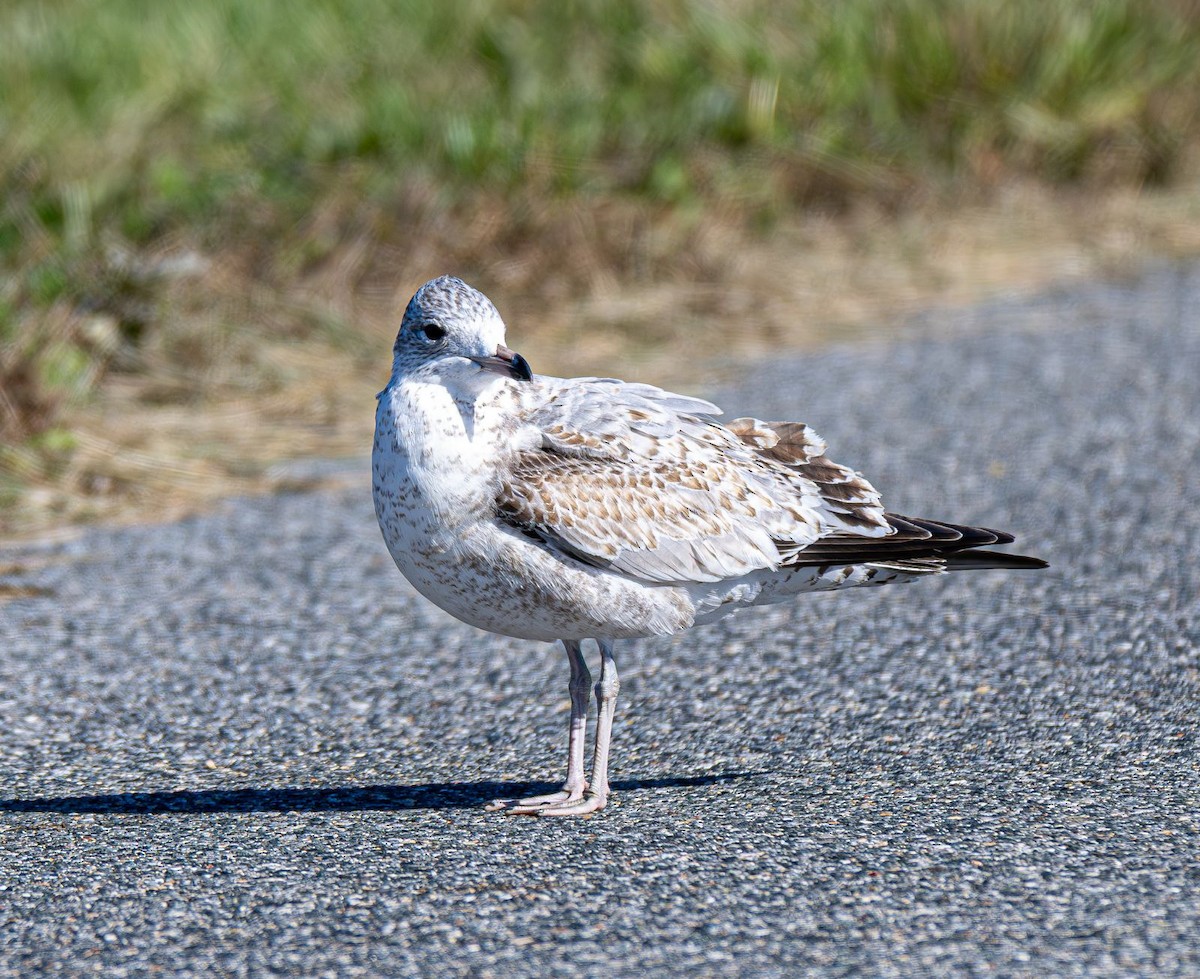 Goéland à bec cerclé - ML644660908