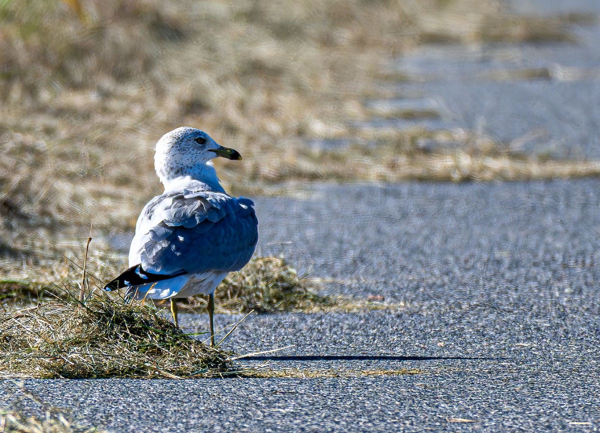 Goéland à bec cerclé - ML644660909