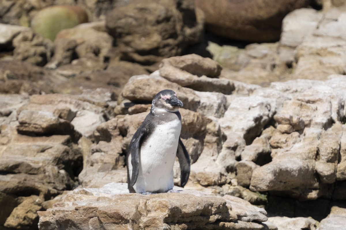 African Penguin - ML644660912