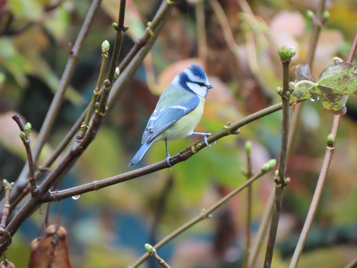 Eurasian Blue Tit - ML644660913