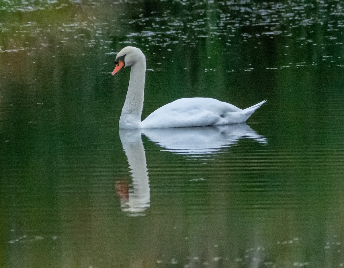 疣鼻天鵝 - ML644660914