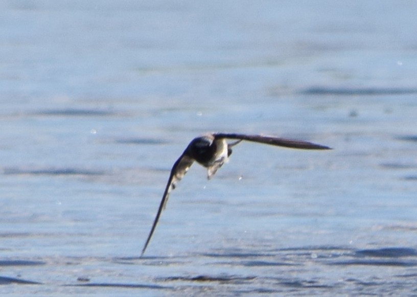 White-rumped Swallow - ML644660918