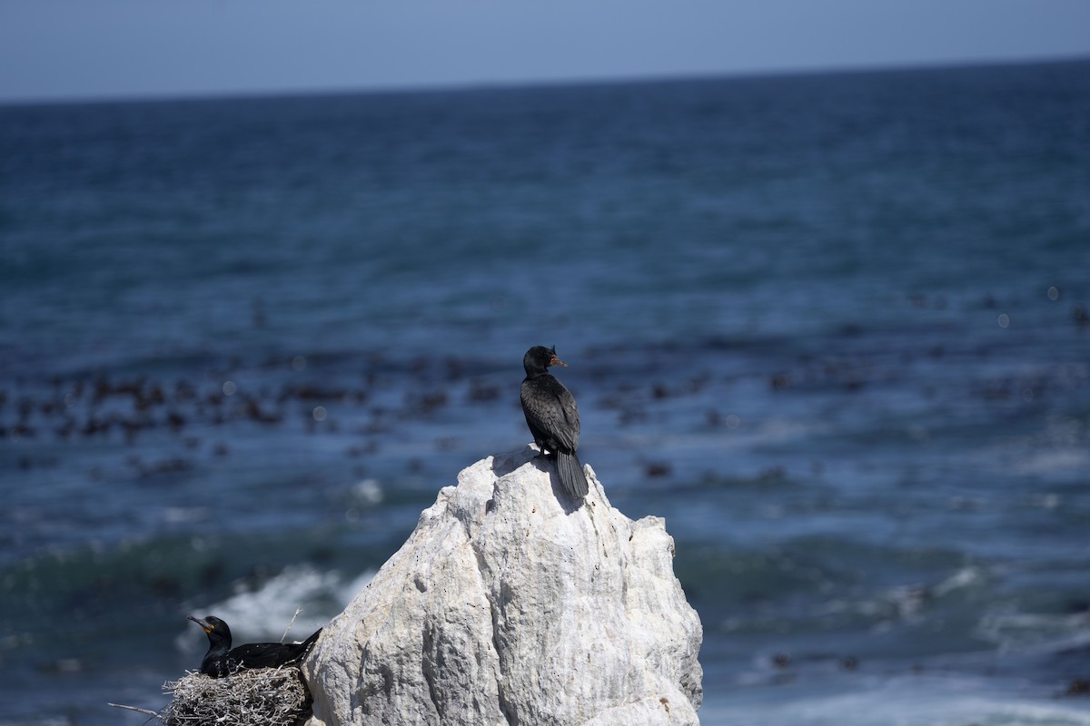 Crowned Cormorant - ML644660919