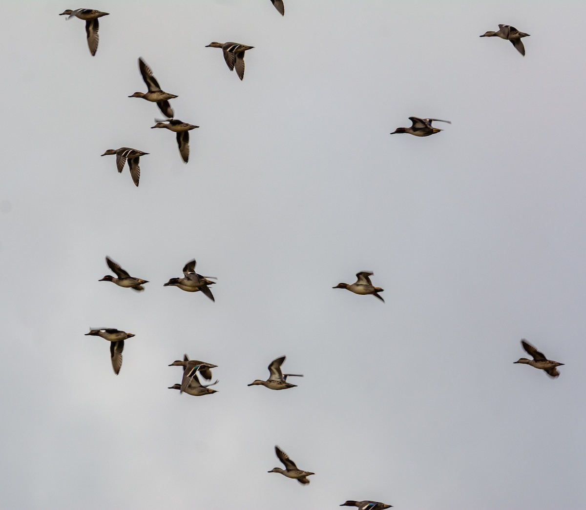 krikkand - ML644660922