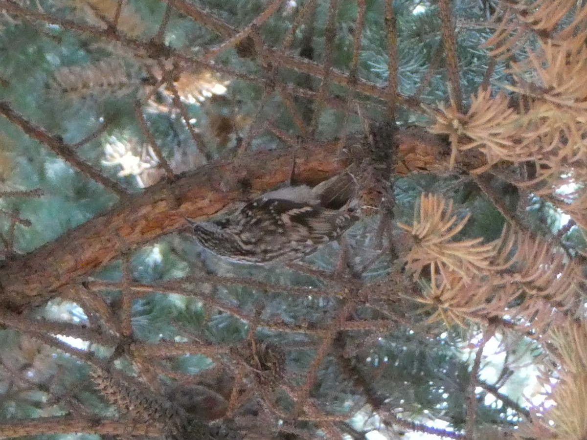 Brown Creeper - ML644660924