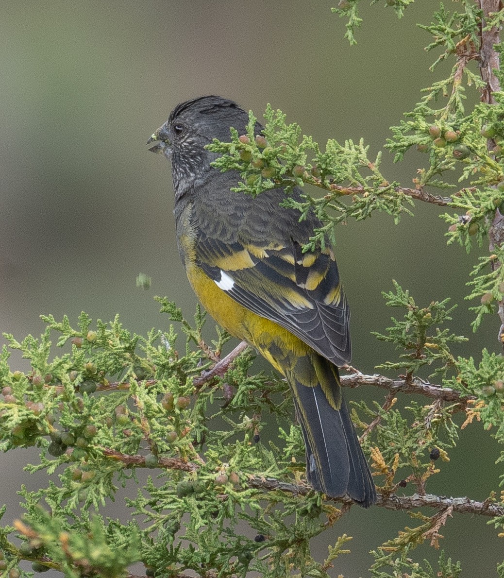 Wacholderkernbeißer - ML644660926