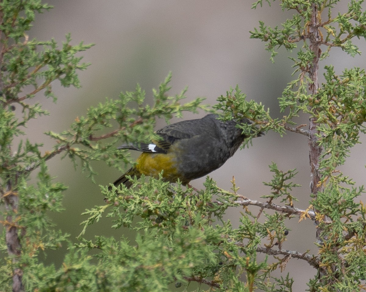 Wacholderkernbeißer - ML644660927