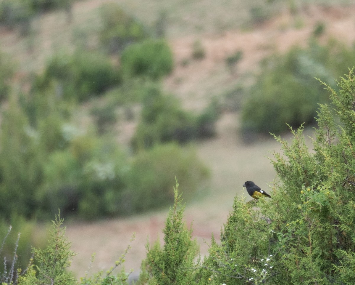 Wacholderkernbeißer - ML644660928