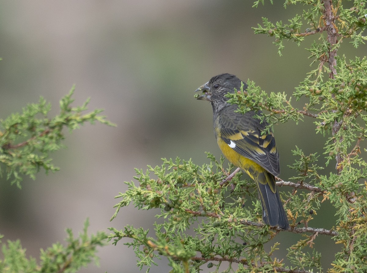 Wacholderkernbeißer - ML644660929