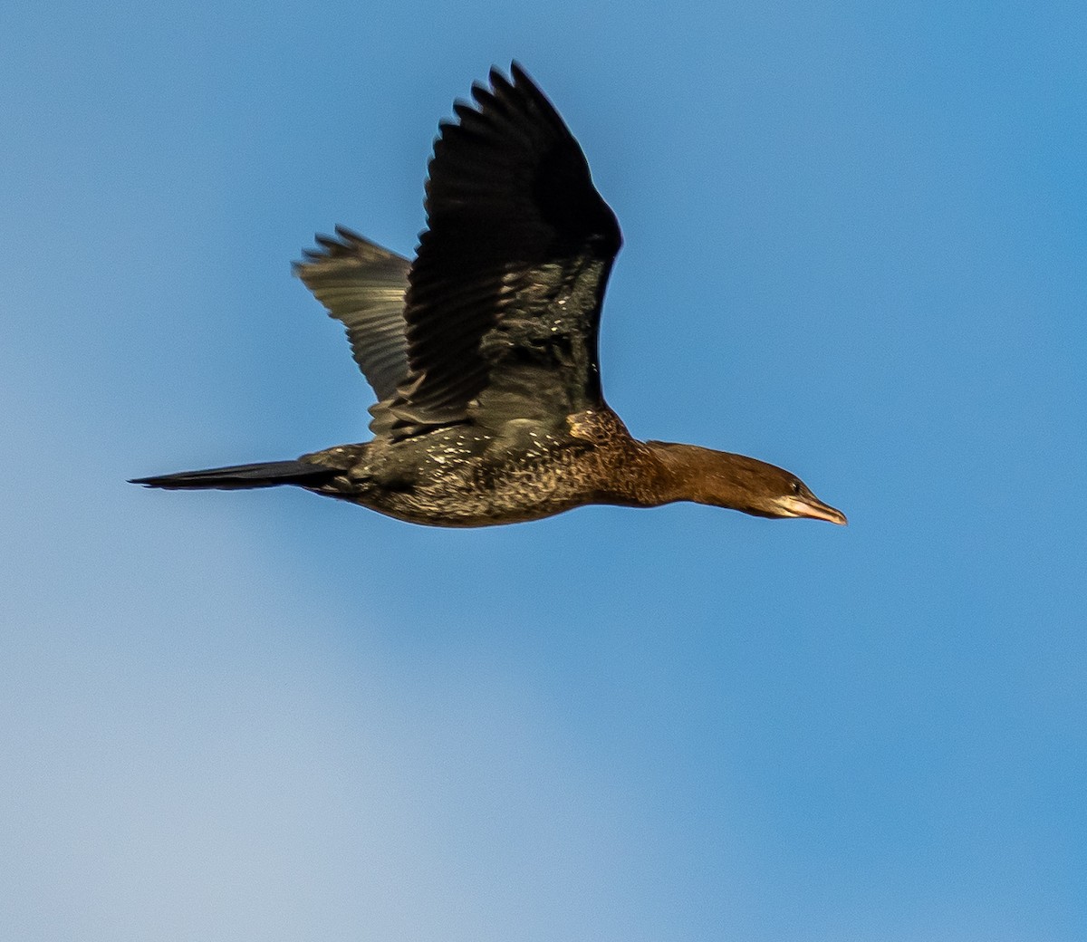 Pygmy Cormorant - ML644660930