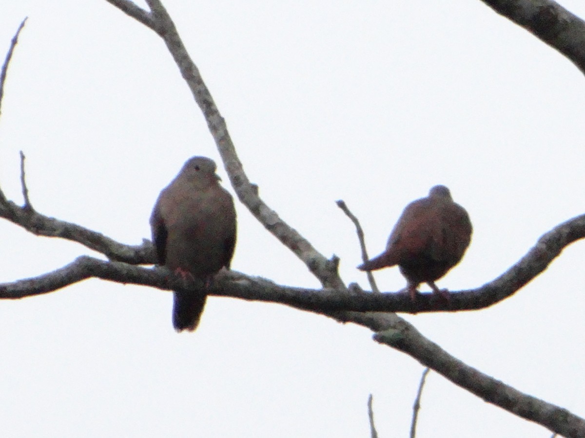 Ruddy Ground Dove - ML644660931