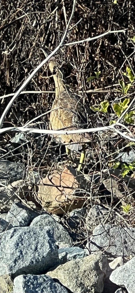 Бугай американський - ML644660936