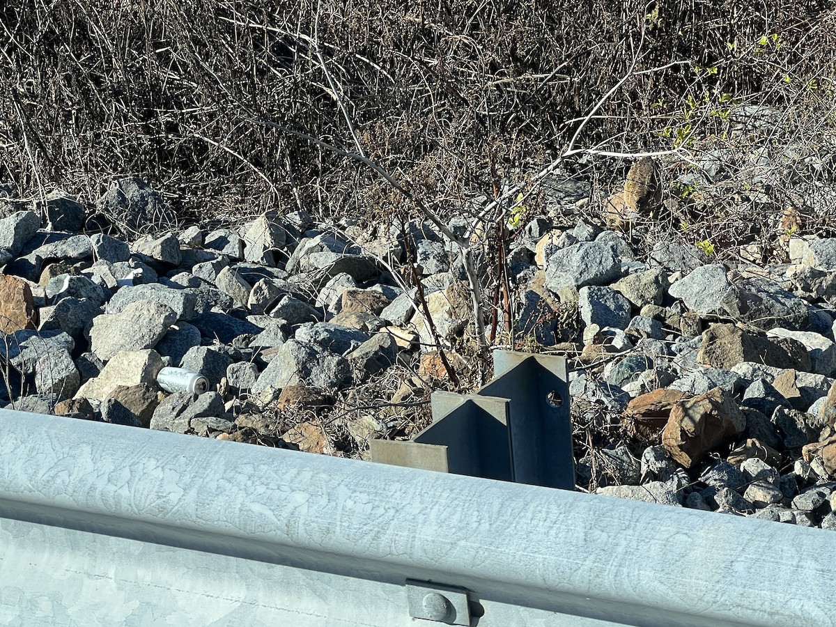 Бугай американський - ML644660938